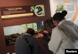 Visitors record an axolotl as it swims in an aquarium at the new Axolotl Museum and Amphibians Conservation Centre, at Chapultepec Zoo in Mexico City, Mexico, January 25, 2023. (REUTERS/Henry Romero)