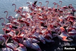 Flamingo di kawasan perlindungan satwa, Vjosa-Narte di Vlora, Albania, 28 Januari 2023. (REUTERS/Florion Goga)