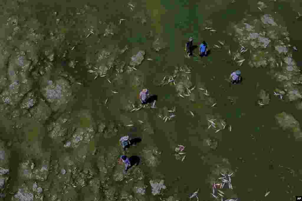 Men searches for fish that are still alive to eat, as dead fish agglomerate on the shore of the Salado river in Buenos Aires province, Argentina, Jan. 22, 2023. 