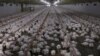 South Africa Faces Poultry Meat Shortages, Bird Flu Outbreak