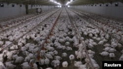 FILE - Chickens are seen at a poultry farm at Hartbeesfontein, a settlement near Klerksdorp, in the North West province, South Africa, Aug. 15, 2018. 