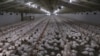 FILE - Chickens are seen at a poultry farm at Hartbeesfontein, a settlement near Klerksdorp, in the North West province, South Africa, Aug. 15, 2018. Frequent power cuts have been adversely affecting the country's poultry industry. 