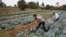 Kenya Reality Show Farming