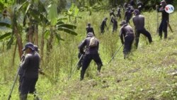  La ONU reporta el aumento de cultivos ilícitos y el desaceleramiento de la siembra de coca en Colombia