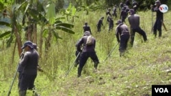 Grupo de erradicadores de la Policía en Tumaco, Nariño, al sur del país, en labores manuales de sustitución de cultivos de hoja de coca. [Foto: Camilo Álvarez, VOA] 