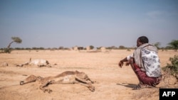 Les éleveurs de la Corne de l'Afrique attendent depuis plus de deux ans des précipitations qui ne viennent pas.