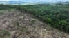 Study: Deforestation Increased in 2022 Despite Promised Reduction