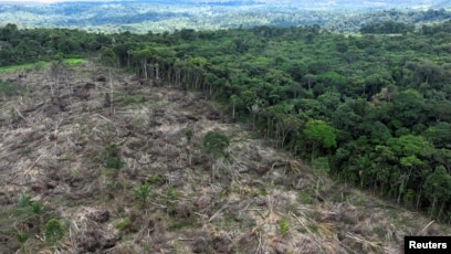 Deforestation increased in 2022 despite pledges to save forests