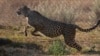 FILE - A cheetah jumps inside a quarantine section before being relocated to India, at a reserve near Bella Bella, South Africa, Sept. 4, 2022.