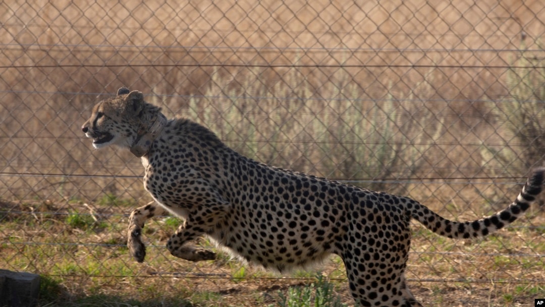 cheetah running after prey