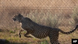 FILE - A cheetah jumps inside a quarantine section before being relocated to India, at a reserve near Bella Bella, South Africa, Sunday, Sept. 4, 2022.