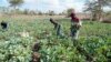 Para petani memotong tanaman di lahan seluas lima hektar yang diairi dengan air dari Sungai Nairobi, di daerah hilir Sungai Athi, selatan Nairobi, Kenya, Rabu, 11 Januari 2023. (AP/Khalil Senosi)