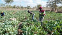 Para petani memotong tanaman di lahan seluas lima hektar yang diairi dengan air dari Sungai Nairobi, di daerah hilir Sungai Athi, selatan Nairobi, Kenya, Rabu, 11 Januari 2023. (AP/Khalil Senosi)