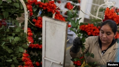 Envejecimiento de mano de obra en cultivos de flores en Colombia amenaza  potencial de San Valentín