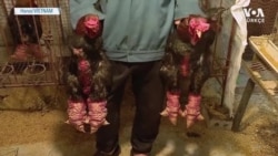 İki Bin Dolarlık Tavuk Ayağı
