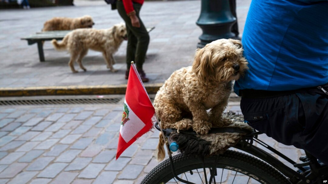 A protester carries his dog on the back of his bike during an anti-government march in Cusco, Peru, Feb. 2, 2023. 