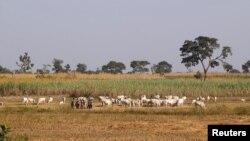 FILE - Herders graze a field with their livestock on the outskirts of Zaria in Nigeria's northern state of Kaduna,. Taken Nov. 15, 2016.