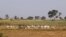 FILE - Herders graze a field with their livestock on the outskirts of Zaria in Nigeria's northern state of Kaduna,. Taken Nov. 15, 2016.