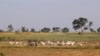 Reprisals Feared in Nigeria after Bombing of 40 Pastoralists 