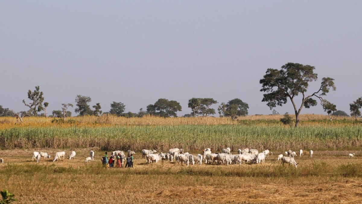 Reprisals Feared in Nigeria after Bombing of 40 Pastoralists - Vimarsana News