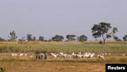 FILE - Herders graze their livestock in Nigeria's northern state of Kaduna, Nov. 15, 2016. The death toll has risen to 40 from an attack on animal herders on the border between Nigeria's Nassarawa and Benue states, officials said Jan. 26, 2023.