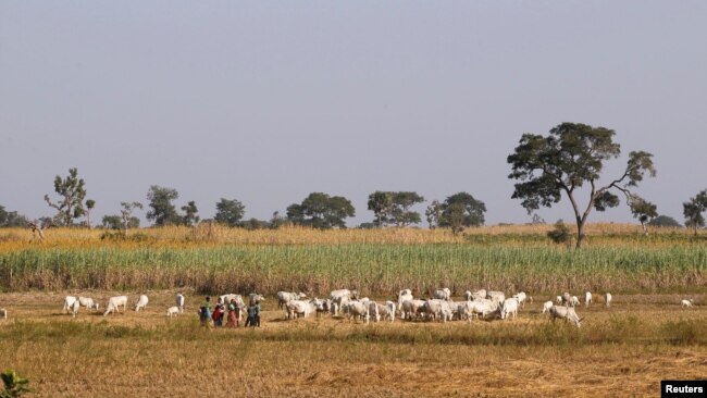 FILE - Herders graze their livestock in Nigeria's northern state of Kaduna, Nov. 15, 2016. The death toll has risen to 40 from an attack on animal herders on the border between Nigeria's Nassarawa and Benue states, officials said Jan. 26, 2023.