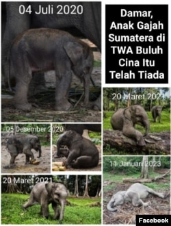 Damar, gajah sumatera (elephas maximus sumatranus) di Unit Konservasi Gajah Taman Wisata Alam (TWA) Buluh Cina, ditemukan mati Rabu, 11 Januari 2023. (Facebook/Bbksda Riau)