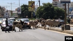 Herds of cattle often cross Senegal's busy streets, as they do on this road in Dakar. (Annika Hammerschlag/VOA)