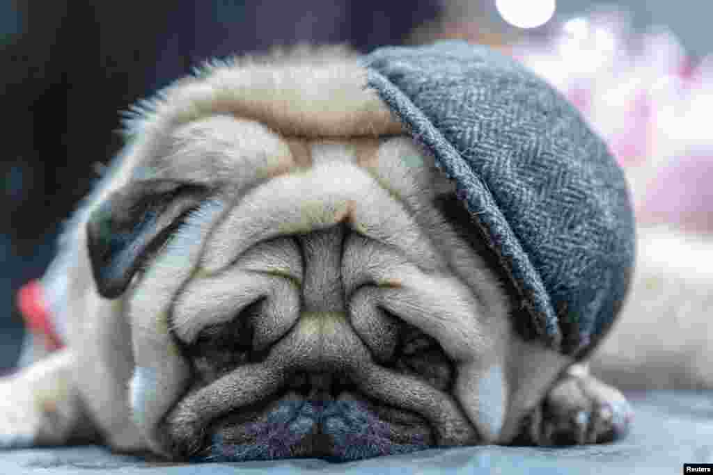 A Pug sleeps during the American Kennel Club&#39;s (AKC) Meet the Breeds event in New York, Jan. 29, 2023.