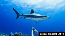 Foto yang dirilis oleh Global Finprint tampak seekor hiu Grey Reef Shark berenang di perairan Australia, 22 Juli 2020. (Foto: Global Finprint/AFP)
