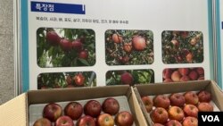 [탈북민의 세상보기] “땅은 사람을 속이지 않는다” 청진농원 이옥실 씨