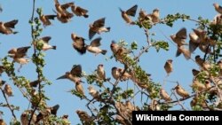 FILE - A flock of quelea birds is seen at Tsavo East National Park, Kenya, June 24, 2010. (Frederic Salein/Wikimedia Commons)