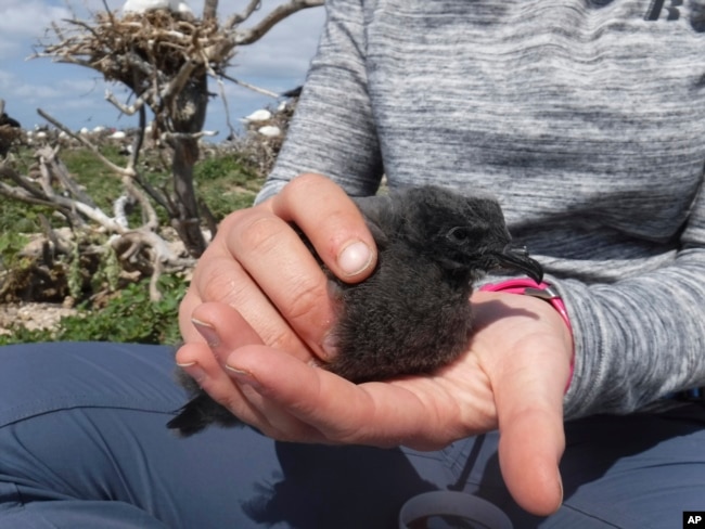 This April 2018 photo shows a Tristram’s storm petrel chick in Papahanaumokuakea Marine National Monument, Hawaii. (Amanda Boyd/USFWS)