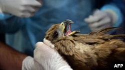 Veterinarians treat a Kite who was injured by the strings of flying kites during the kite festival, at the Parevda Charitable Trust in Ahmedabad on Jan. 15, 2023.