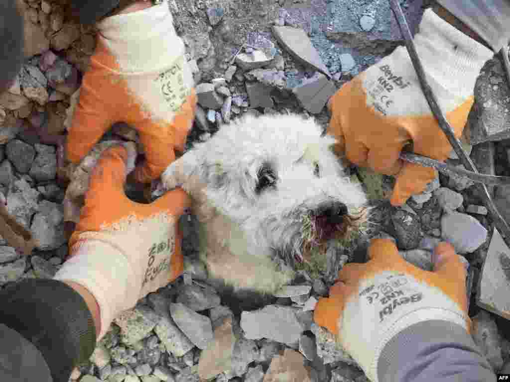 Tim penyelamat mengevakuasi seekor anjing bernama &quot;Pamuk&quot; dari reruntuhan bangunan yang hancur di kota Hatay, Turki selatan hari Kamis (9/2), tiga hari pasca gempa dahsyat melanda wilayah itu.