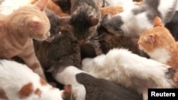 Some of Rachael Kabue's cats at the Nairobi Feline Sanctuary at her home in the Kenyan capital on Thursday, Jan. 12, 2023.