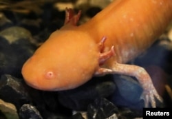 An axolotl swims in an aquarium at the new Axolotl Museum and Amphibians Conservation Centre, at Chapultepec Zoo in Mexico City, Mexico, January 25, 2023. (REUTERS/Henry Romero)