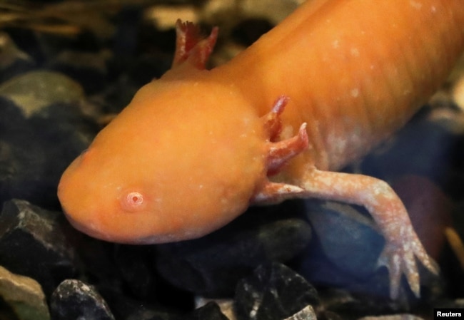 An axolotl swims in an aquarium at the new Axolotl Museum and Amphibians Conservation Centre, at Chapultepec Zoo in Mexico City, Mexico, January 25, 2023. (REUTERS/Henry Romero)