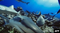 An undated handout photo made available by Global Finprint on July 22, 2020 shows Grey Reef sharks captured by a baited remote underwater video system in French Polynesia.