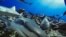 FILE: photo made available by Global Finprint on July 22, 2020 shows Grey Reef sharks in French Polynesia. - Asurvey of coral reefs worldwide has revealed a shocking decline in the number of sharks, with the predators "functionally extinct" on nearly 20 percent of sites studied. 