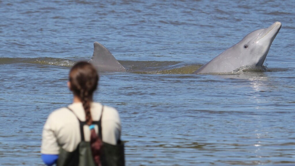 Humans, Dolphins Working Together to Fish