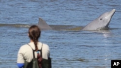 In this 2013 photo provided by Oregon State University, in Laguna, at Praia da Tesoura, researchers have the opportunity to collect data where the dolphin-fishermen interaction takes place.