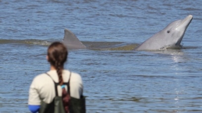 Humans, Dolphins Working Together to Fish