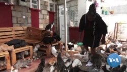Kenyan 'Cat Woman' Shares Home With 600 Pets