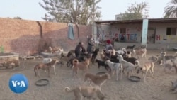En Égypte, la hausse des prix fait paniquer les refuges pour animaux
