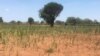 Drought is looming again in Matabeleland South, as crops are dying