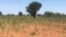 Drought is looming again in Matabeleland South, as crops are dying