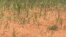 Drought is looming again in Matabeleland South, as crops are dying