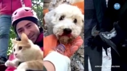 İskenderun’da Ekipler Evcil Hayvanları Enkazdan Kurtardı 