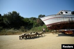 A flock of sheep pass by Stelios Didonis' fishing boat "Panagiotis", as it is sent for destruction, at the port town of Stavros, Greece, June 13, 2018.